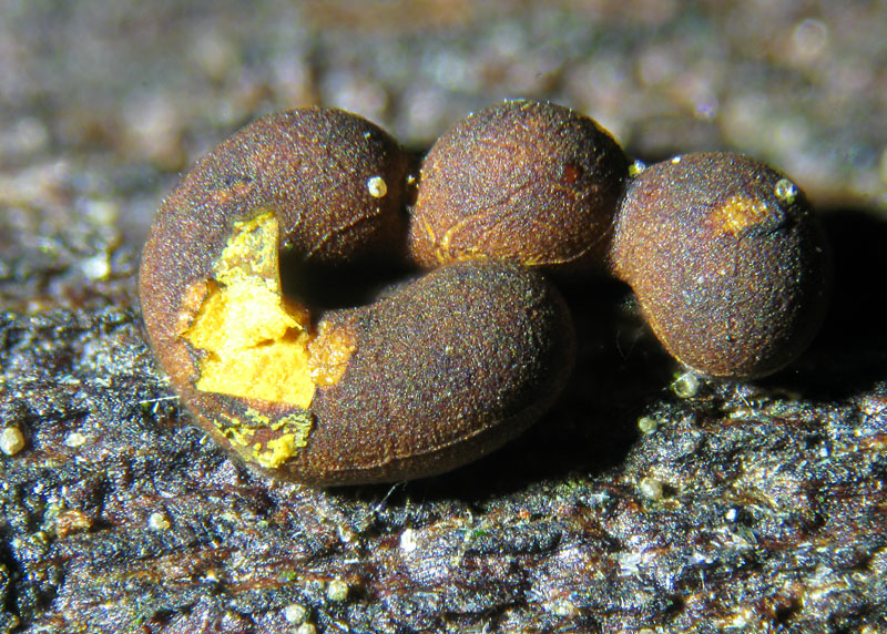 Perichaena chrysosperma